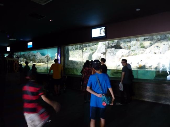 館内は日本によくあるペンギン館と同じ感じ