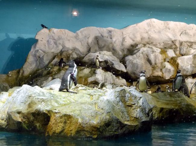 フンボルトペンギン