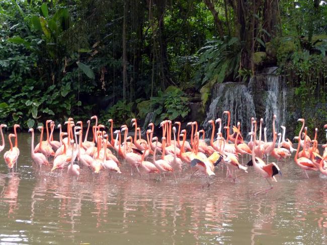 木の上から大きなヘビが落ちてきて、一斉に池に逃げ込みました