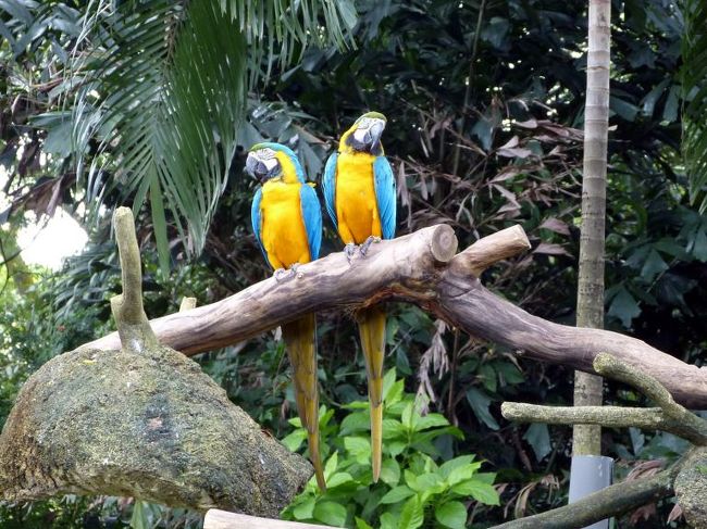 ルリコンゴウインコ