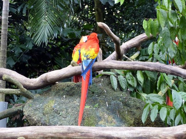 ベニコンゴウインコ