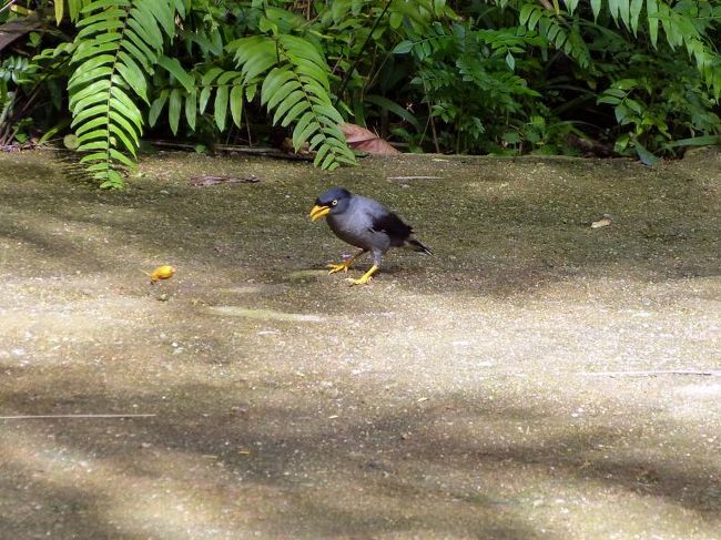 ジュロン バード パークの外に居た黒い鳥