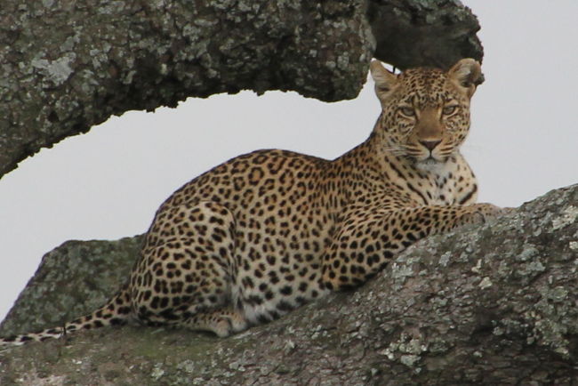 ケニア・タンザニアの旅（６）～セレンゲティ国立公園２・木登りヒョウ～