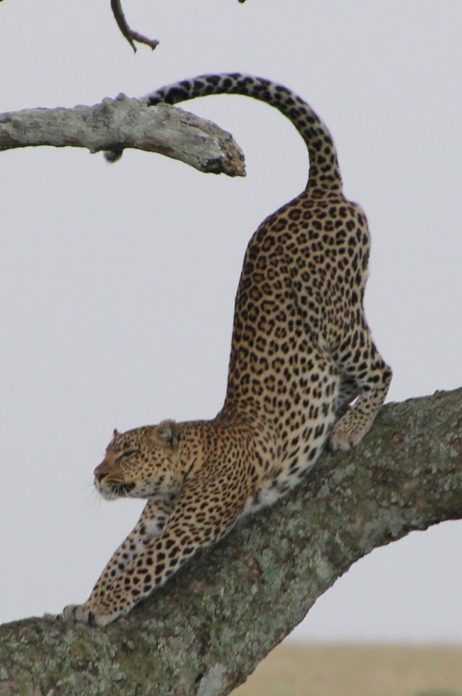 ケニア・タンザニアの旅（６）～セレンゲティ国立公園２・木登りヒョウ 