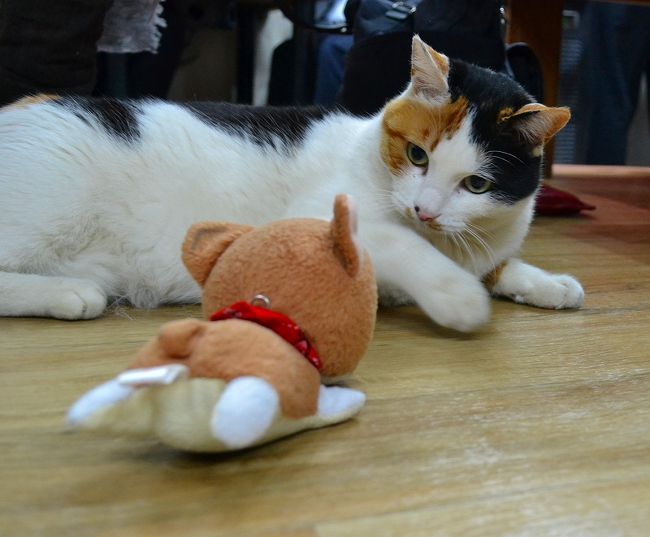 猫と遊んだ。<br /><br />僕の動きに、相当慌てていたワン、このネコさんは。<br />表情が変わらなかったからかなぁ。