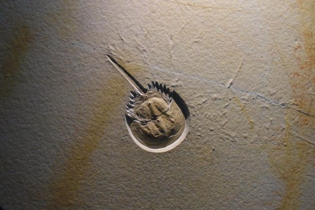 1階通路にはこんなのが。カブトガニだっけ？の化石・・・大昔にタイムスリップしていく感じですね〜＾＾。