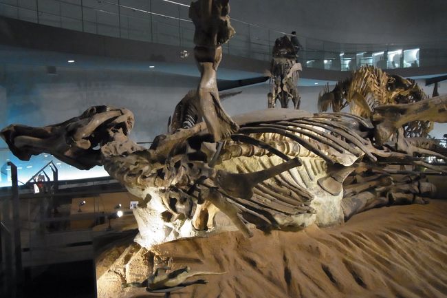 こんな姿勢で発掘された化石。<br />化石の横に、ミニチュア版の恐竜の人形が、それと同じ姿勢で展示されているのでわかりやすいです。