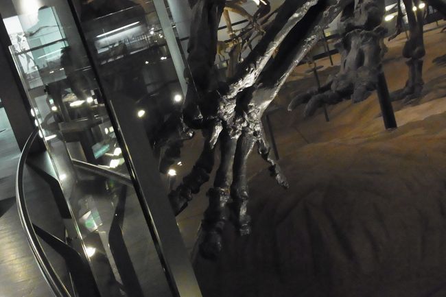 手は、五本指のものや、3本指のものがいました。<br />