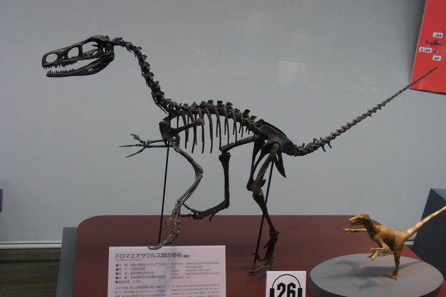 割と小型の恐竜。骨だけ見るとか細くて、よく自由に動き回れたなと、本当に不思議に思います。<br />