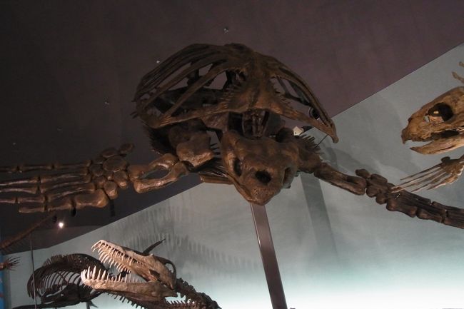 亀みたいな恐竜。巨大です！本当にいろんな種類の恐竜がいます。<br />いまさらだけど、恐竜の一部は鳥類に進化したというのが、色々詳しく展示されていて、すごく興味深かったです。<br />あと、恐竜の表皮は、一般的には爬虫類的なザラザラしたうろこ状のものが多いですが、羽がはえたものがいるとか。<br />色は爬虫類に似せて、ああいった色をつけられていますが、これも想像でしかないので、もっと色々な色があったかも？！などなど、想像するのも楽しいし、まだまだわからないし、わからないままでしかないもの（鳴き声とかね）もあるんでしょうね。<br />私も、恐竜の世界に魅せられました☆