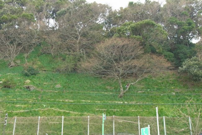 どこかな・・・と思ったら、なんとこれが水仙でした！！<br />そう、花が咲いていなくて茎（？）だけ。<br />