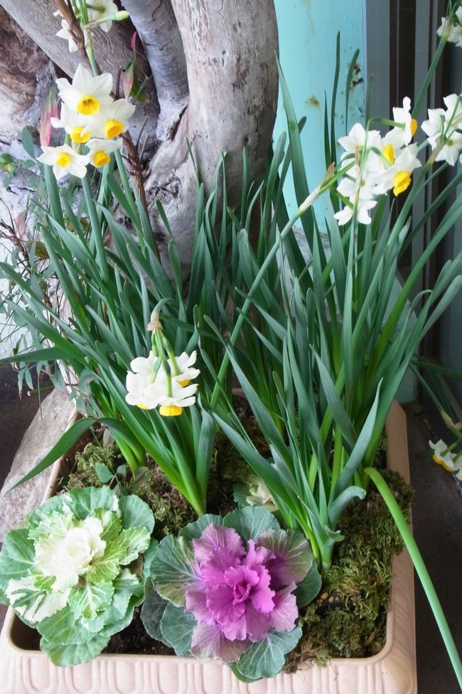 そのときは、まだそのことに気がついておらず、とりあえず越前水仙の里公園に下りてみる。<br />まだ子供たちが寝ているので、また私だけ。<br /><br />温室があるので、そこでは流石に水仙が咲いている。<br />でも、一面という感じではなく、こんな風に鉢植え。<br />ちょっとイメージと違うの・・・T_T。