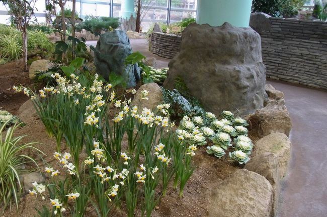 でも水仙って、いい香りなんですね〜<br />温室中がいい香りに包まれています♪<br />