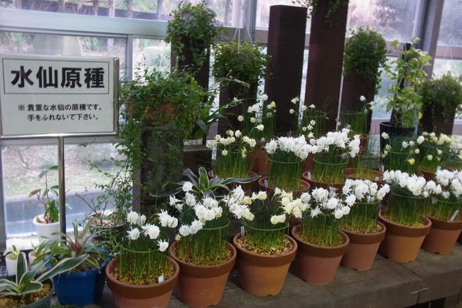 水仙の原種だそう。結構違いますね。これはこれでアリ。