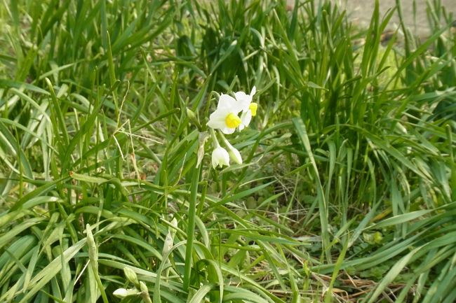 こちらの受付で、水仙のことを聞いてみると、今年は異常気象で、通常であれば12月中から咲く水仙がほとんど咲いていないのだそう。どこかほかにいったら見られるってことはないのかと粘ってみましたが、このあたりの気候はどこも同じなんで・・・ということでした。衝撃！！！<br />私、これが一番目的といっても過言ではなかったんだけど・・・まあ海の幸は食べられたからいいけれど・・・<br /><br />たまーにこんな感じで咲いていますが、ほとんど蕾もないものが多かったです。越前水仙、通常はお正月用の花として出荷するらしいのですが、そのため今年はそれもできず・・・とのことでした。私もですが、育ててらっしゃる方の打撃のほうが大きいよね。