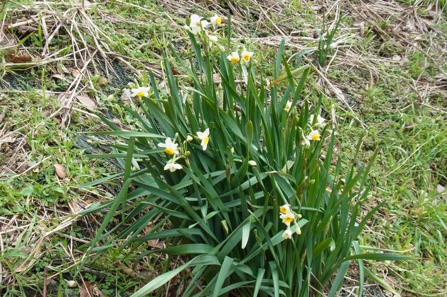 貴重な水仙！<br /><br />水仙畑（？）のそばで売っているものも「･･･水仙？」というくらい、花が小さいもしくはつぼみでした（悲）。