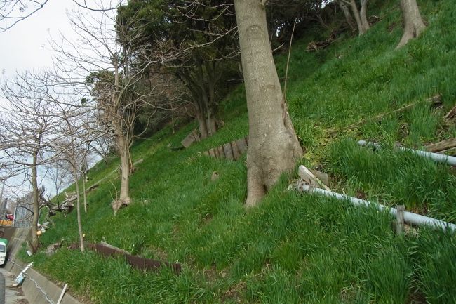 こんな感じで、結構な斜面で栽培していたりします。<br />本当に沢山植えられていたので、今回は一面の茎！でしたが（苦笑）、今度こそ一面の越前水仙、見たいです！！