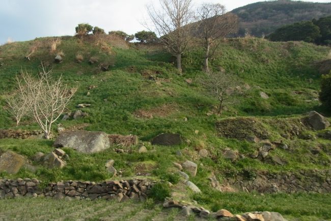 一面の茎・・・