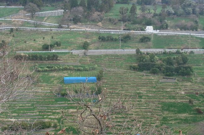 水仙はあきらめ、ほかに見るところは・・・と地図などを見てみると、越前岬水仙ランドの中？に、棚田百選に選ばれたところがあるとのこと。冬の棚田って胴なんだろう、行ってみるー？ってことで行ってみました。<br />棚田は、田んぼではなく、水仙畑になっていました。<br /><br />水仙の千枚田<br />越前岬の北側にある集落、梨子ヶ平一帯は越前水仙の群生地。日本の棚田100選に選ばれた千枚田がある。