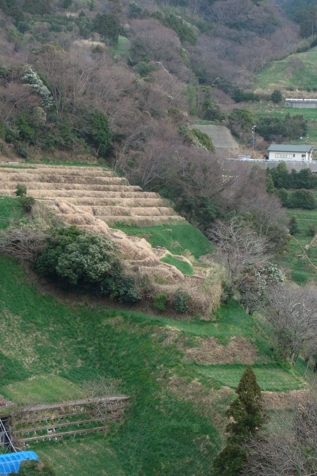 見事な棚田ですね！<br />気候的に難しい稲作から、水仙に転作されたそうです。<br /><br />この後、展望台にのぼり（結構な階段でしたが、ここでも息子頑張りました！！）、日本海を見下ろして写真を撮り、帰路につきました。<br /><br />夜中の発熱、積雪、越前水仙の不作（これが一番ショック！）など、ちょっとした（？）ハプニングもありましたが、子連れではじめての福井旅は、恐竜博物館も楽しめたし、おいしいものも食べられたし、総じてよい旅でした☆<br />次回は越前水仙絶対リベンジするぞ〜〜<br /><br />おしまい。