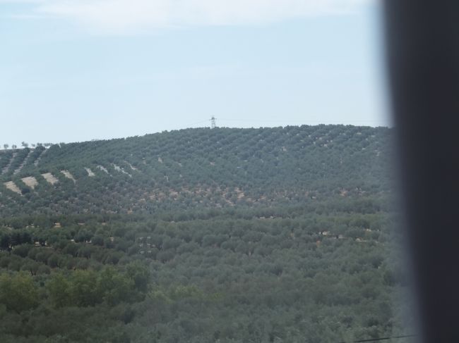 オリーブ畑がずーと広がります