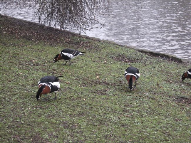 鴨とかもいます。
