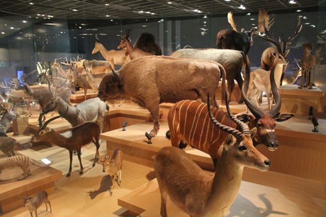野生動物の剥製が壮観 国立科学博物館 上野 御徒町 東京 の旅行記 ブログ By Yoshieriさん フォートラベル
