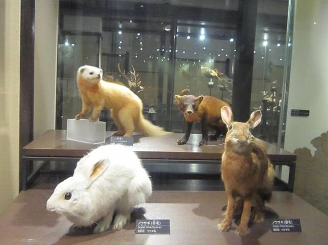 野生動物の剥製が壮観、国立科学博物館』上野・御徒町(東京)の 野生動物の剥製が壮観、国立科学博物館』上野・御徒町(東京)の