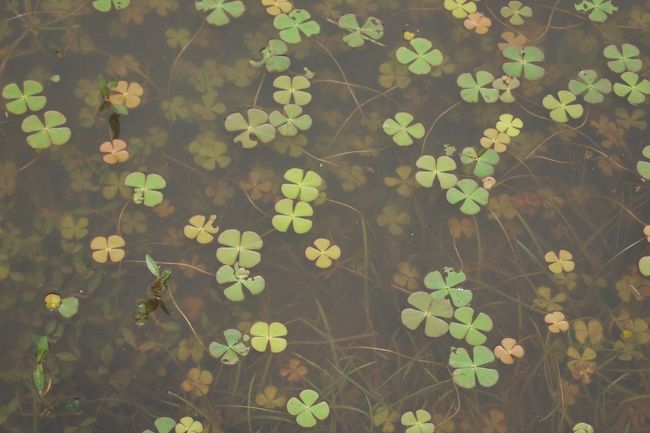 カンボジアで三つ葉は無いそうです。ということで四葉ばかり！！
