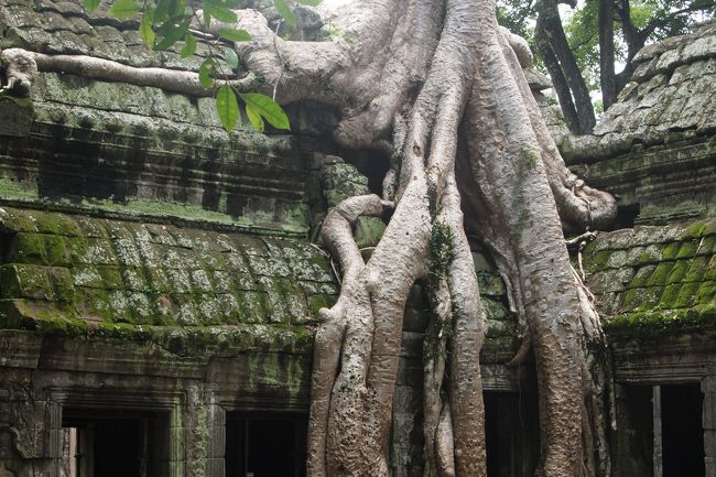 タプローム。<br />木の浸食で、遺跡が壊れてしまいつつあります。<br /><br />映画の舞台にもなった。