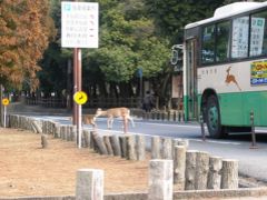 帰りのバス停付近で、道路を横断する鹿たち。
バスも急ブレーキで停車。

奈良公園内では、珍しくない光景ですが、気を付けないと本当に危ない。