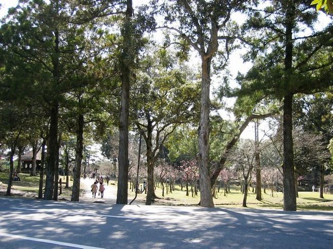 JR・近鉄奈良駅から市内循環バスに乗り、「春日大社表参道」で降りると、道路の反対側に、このような片岡梅林が見えています。<br />木立の向こう側なので、ちょっとわかりづらいですけど…。<br /><br />もうちょっと右側に行くと、春日大社参道の前に、横断歩道もあります。