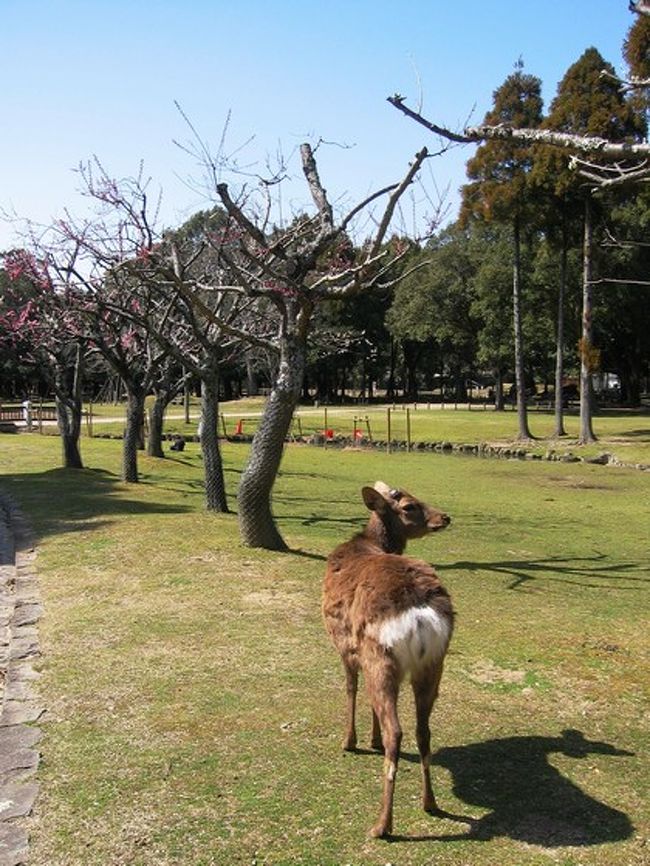 昨年は、わりと遅い時期まで梅の花を楽しめたのですが、2月末まで入院してた私は、ちょっと、いやかなり、出遅れてしまいました…。<br />ご覧の通り、ぱっと見た感じでは、花が全然…。<br /><br />それに、まだ体力が全然戻ってなかったので、10分ぐらい歩くだけでもバテバテ(^_^;)