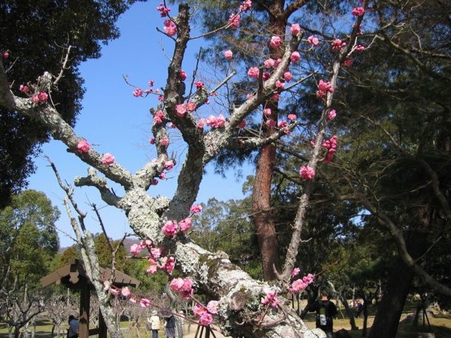 何とか花が咲いている樹を見つけました！