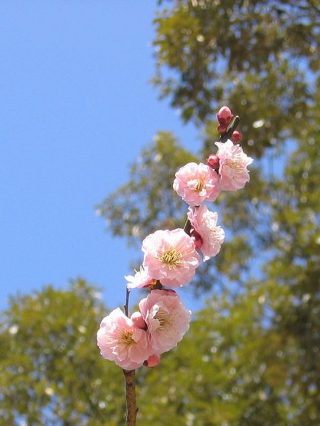 淡いピンク色の梅も可愛い♪