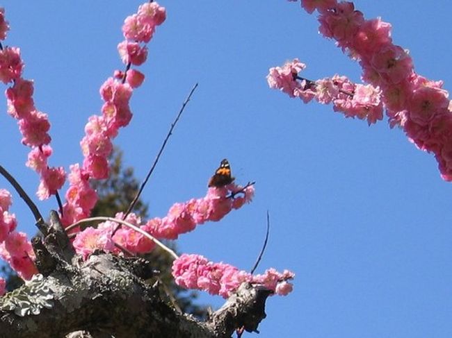 小さなチョウです。<br />梅の香りに誘われてやってきたんですね。