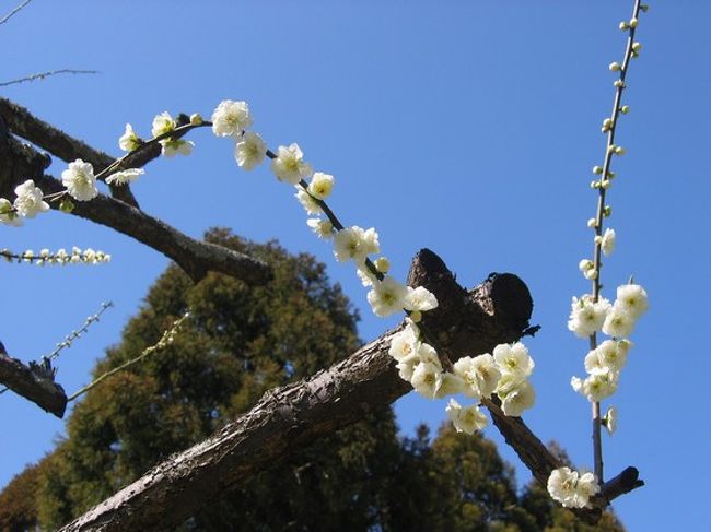 白梅も青い空に映えます。