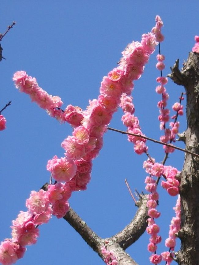 こんなにも梅がびっしりとくっついていると、梅スティックと呼びたくなっちゃいました(笑)