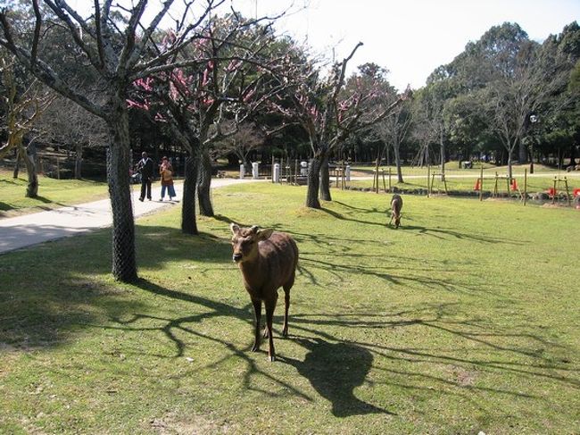 鹿も人もの〜んびり。<br />時間がゆっくり流れて行きます。