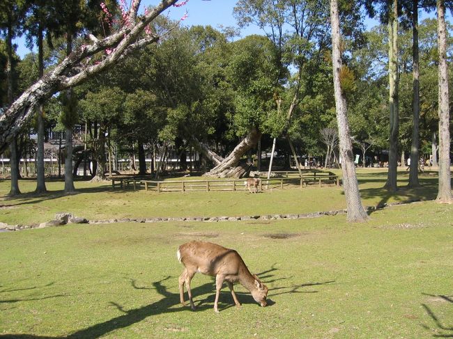 梅林の北側には、こんな樹も。<br />2本が交差してるように見えますが、何の樹だろう？
