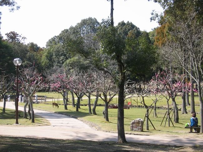 梅林の中には、ベンチもありますので、お弁当を食べに来る方もいらっしゃいます。<br />くれぐれも、背後から忍び寄る鹿にはご注意(笑)