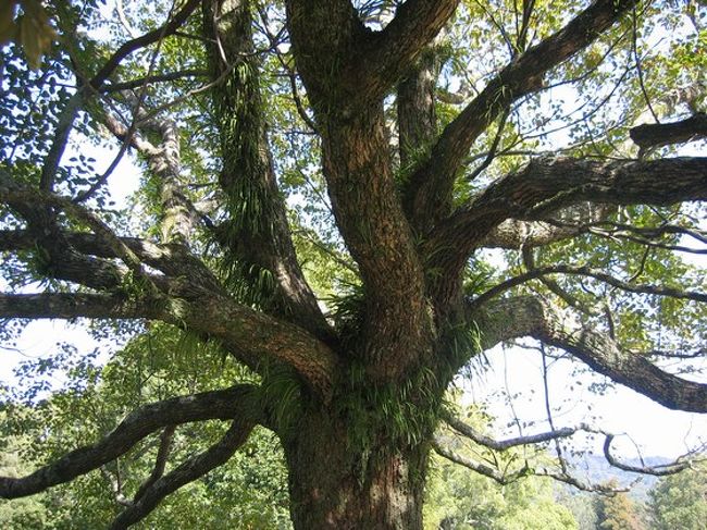 今年も見に行けたらいいなぁ。<br />一昨年（2010年）の満開の梅も近いうちにアップできればと。<br /><br />この樹は、飛火野の中でバス停に近い場所にありました。<br />奈良公園内には、こういった巨木（古木）がたくさんあるので、散策しながら、見つけるのも楽しそうです。