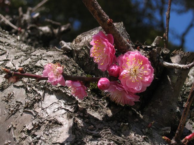 手の届く高さにある梅の花を探すのに一苦労。