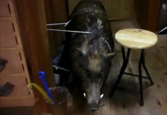 <br />　「やぶんに、突然すみません。」<br /><br />　恐縮しながら、高い縁側によじ登ると、おばあちゃんは、全くこちらに目を向けることもなく、視線をテレビに戻しました。<br />　連絡もなく（タカハシ君が電話をしているのは見なかったので）いきなりやってきた見知らぬ客に、腹を立てているに違いないと思ったわたしは、タカハシ君に救いを求めるように顔を向けると、<br /><br />　「気にしないで。ここは、行商の人なんかが、日が暮れてしまって、急に泊めてください、なんてことがよくあるから、慣れてるんだ。」<br />　「ふ〜ん。」<br /><br />　タカハシ君の両親は亡くなり、妹も働きに出ているから、ここにはこのおばあちゃんが独りで住んでいるのです。<br />