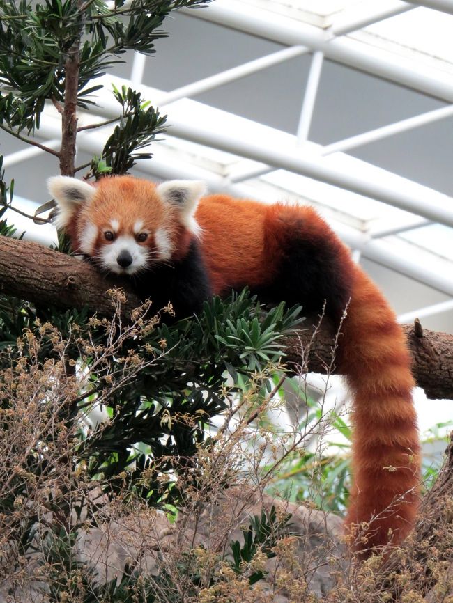 東南アジアＲｅｄ Ｐａｎｄａ紀行 Ｓｉｎｇａｐｏｒｅ Ｚｏｏ