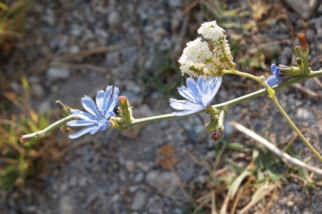 綺麗なお花が咲いていました。<br />パムッカレは昔の裕福な人々の別荘地のような所だったそうで<br />遺跡も沢山あります。