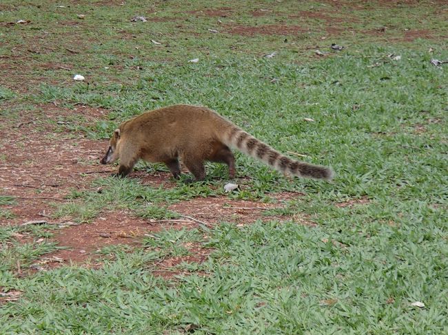 アライグマがかなりウロウロといた。