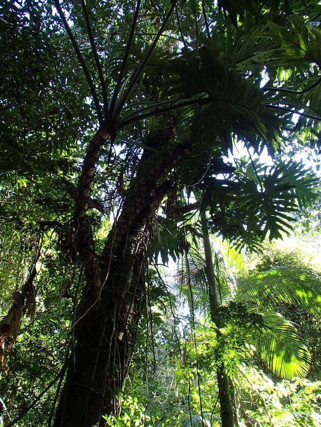 所々停まって、木の説明をしてくれる。英語とポルトガル語の2カ国語。