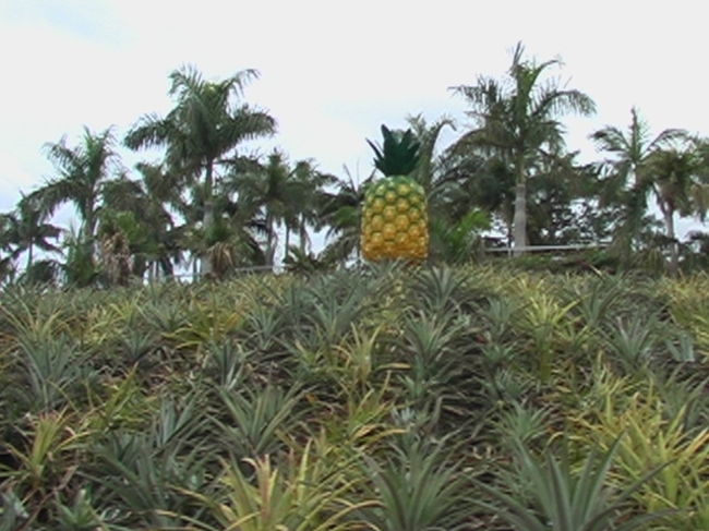 パイナップルパーク