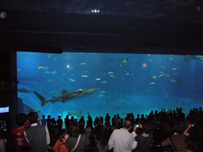 美ら海水族館